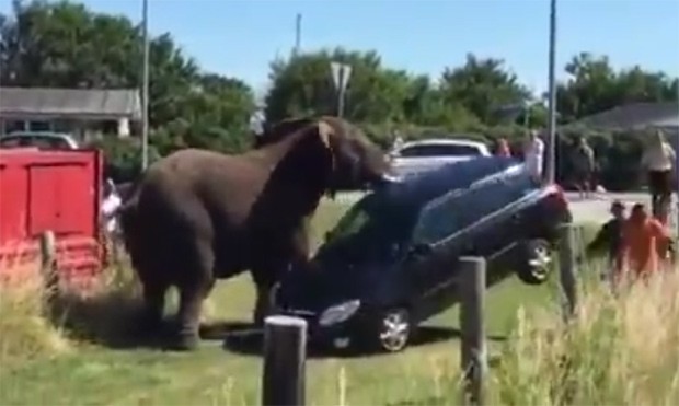 O momento em que um dos elefantes ergue um veículo que estava estacionado com a tromba (Foto: Reprodução / YouTube)
