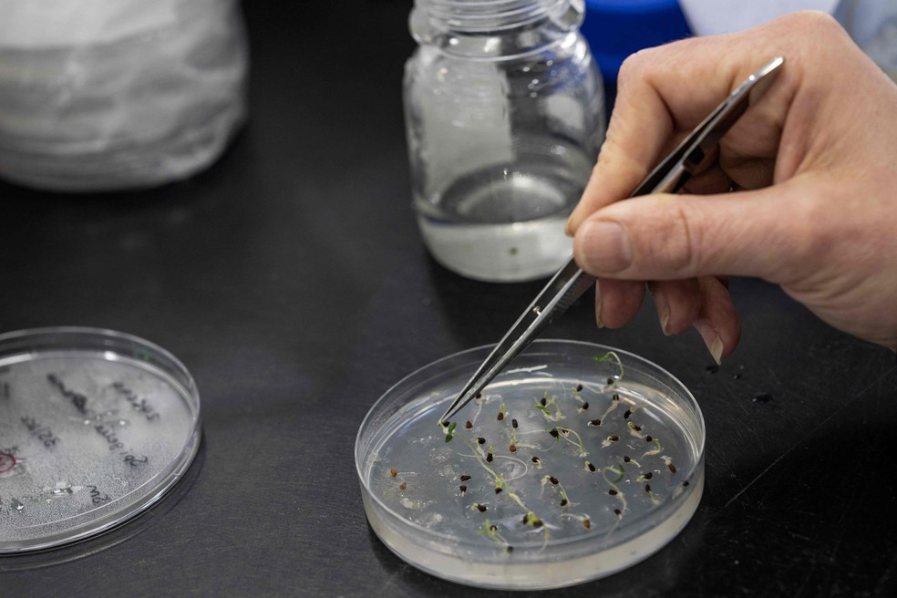 Cientista germina sementes para verificar a saúde das plantas, antes de armazená-las — Foto: Ben Stansall / AFP
