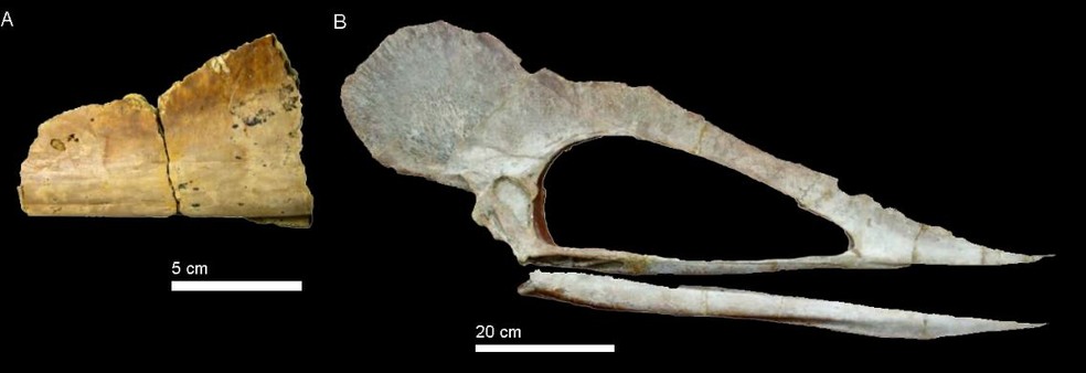 Crânio de pterossauro da mesma família que o devolvido pela Bélgica ao Brasil, conforme pesquisadores. — Foto: Divulgação/Urca