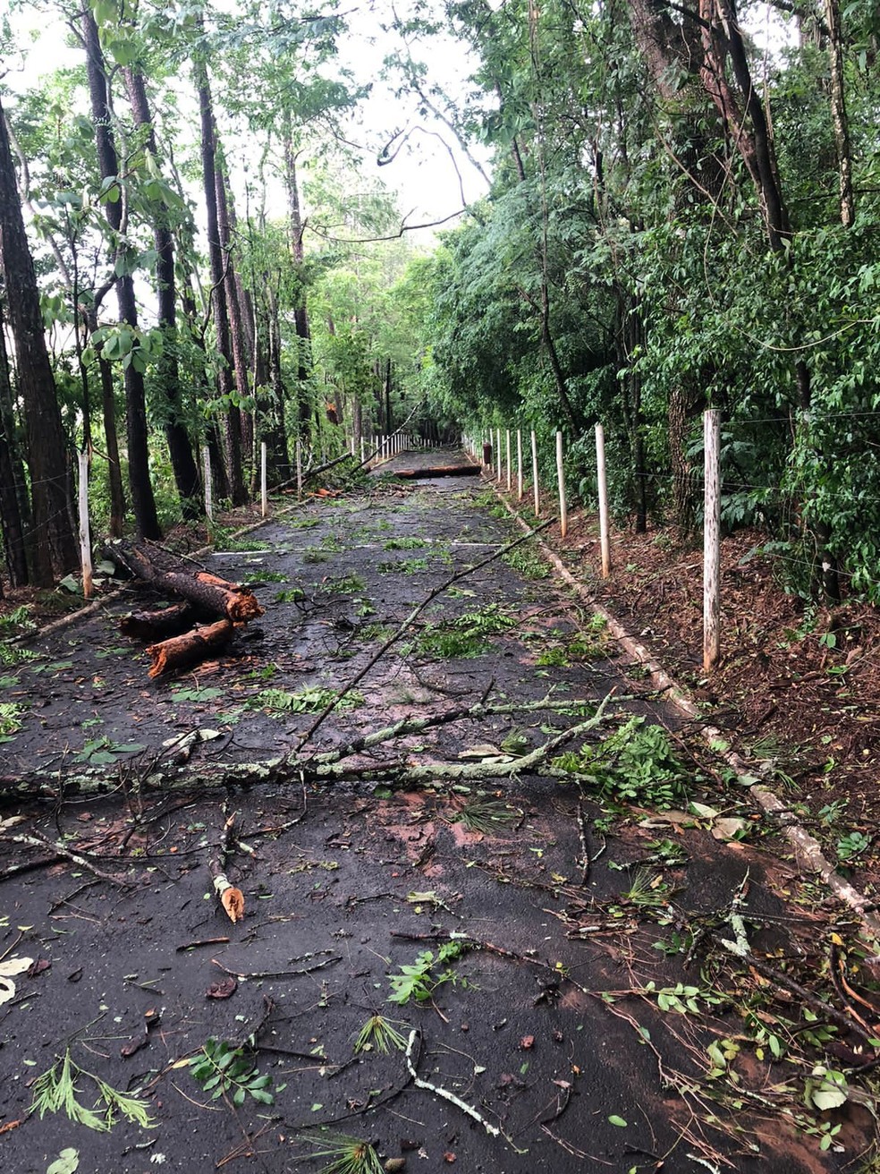 Por conta do temporal, a Prefeitura de Marília fechou o Bosque Municipal para manutenção — Foto: Prefeitura de Marília /Divulgação