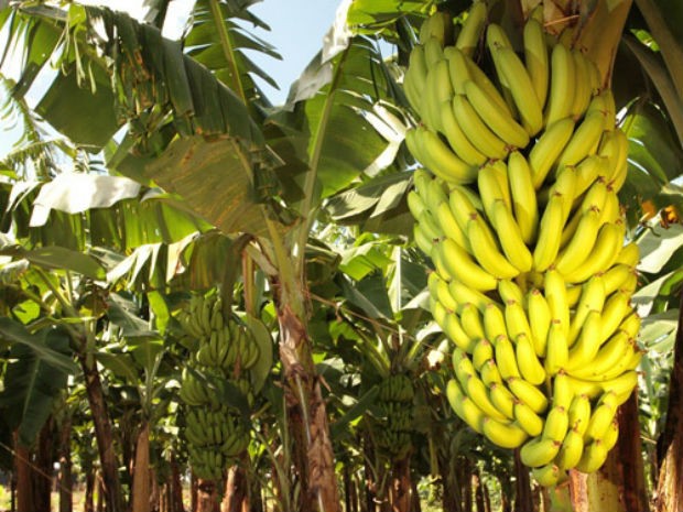 Produção de banana maçã se destaca na região de Lins, Nosso Campo