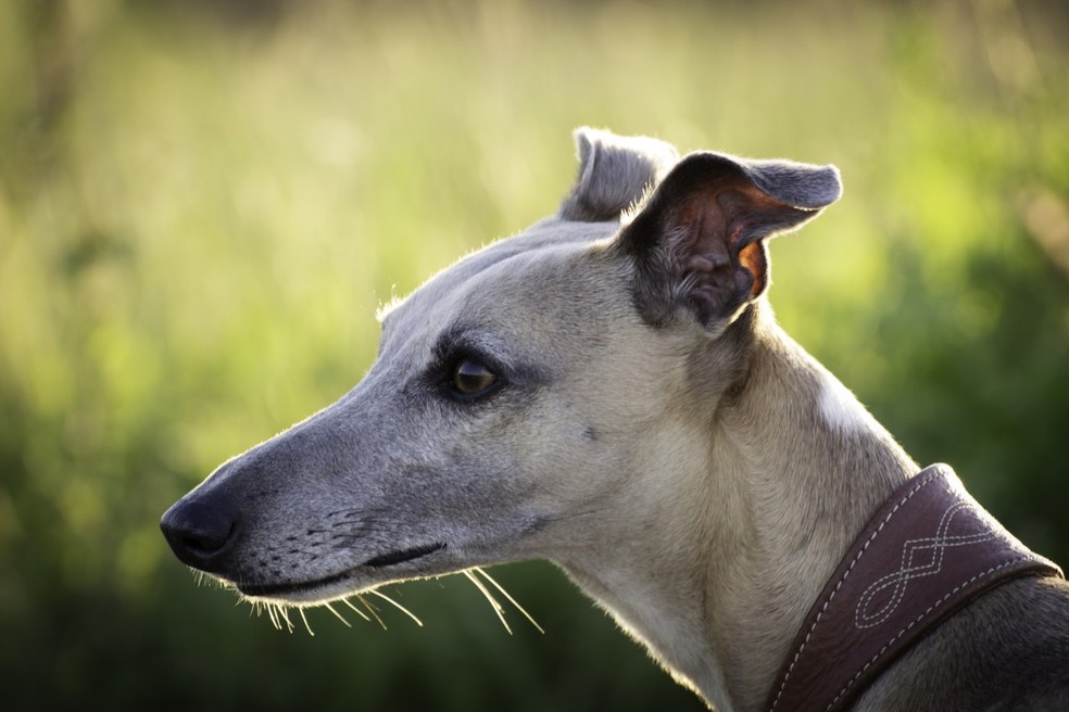 Cachorro da raça greyhound — Foto: Creative Commons