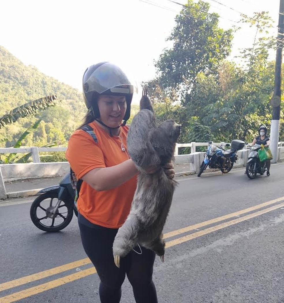 Karollyne passava pelo local e decidiu ajudar o bicho-pregui&ccedil;a a atravessar &mdash; Foto: Reprodu&ccedil;&atilde;o/Redes sociais