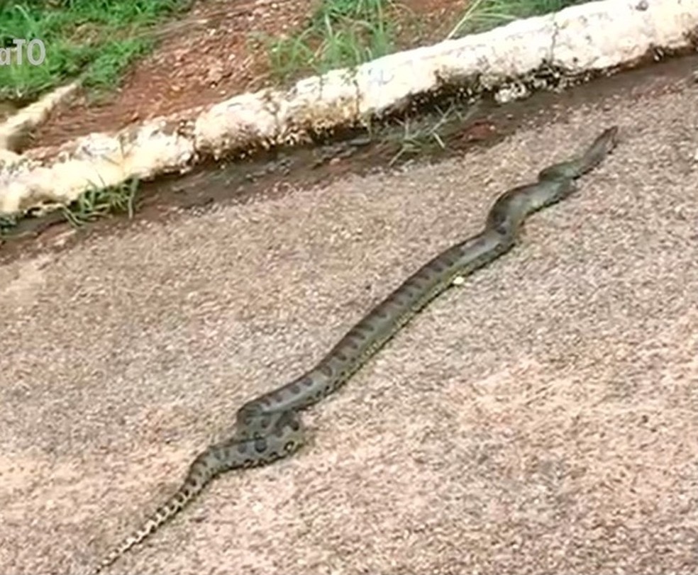 Cobras são vistas na ponte sobre o lago de Palmas — Foto: Reprodução/TV Anhanguera