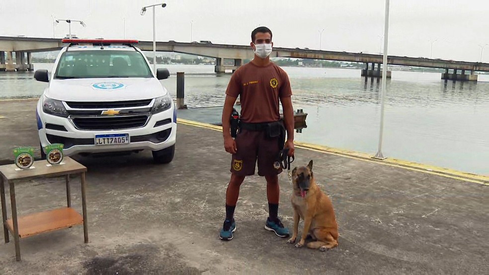 Cães da Guarda Municipal se aposentaram e buscam um lar — Foto: Reprodução/TV Globo