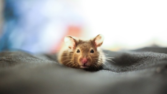 Hamster fica duro quando hiberna? Veterinários tiram a dúvida