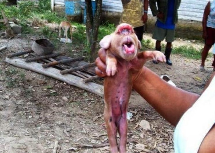 Porco Com Cara De Macaco Vira Celebridade Em Cuba Pagenotfound O Globo