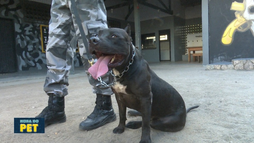 Grupo de 15 cães integra equipe de policiais no Bope em Roraima ...