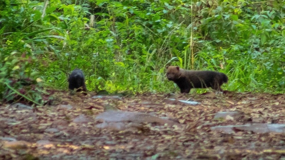Parque Estadual do Turvo faz registro de espécie ameaçada de extinção: Cachorro-vinagre — Foto: Ademir Fick/arquivo pessoal