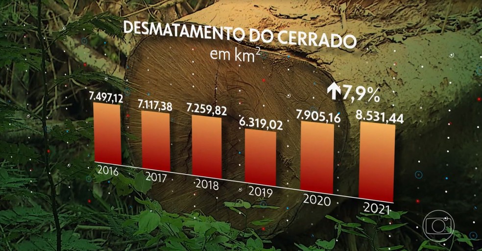 Desmatamento do Cerrado — Foto: TV Globo