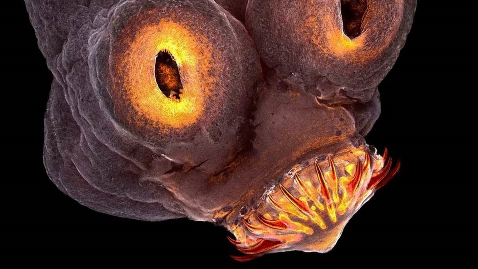 A cabeça de uma tênia, verme que pode parasitar vários animais, inclusive o homem (Foto: TERESA ZGODA/Royal Photographic Society)