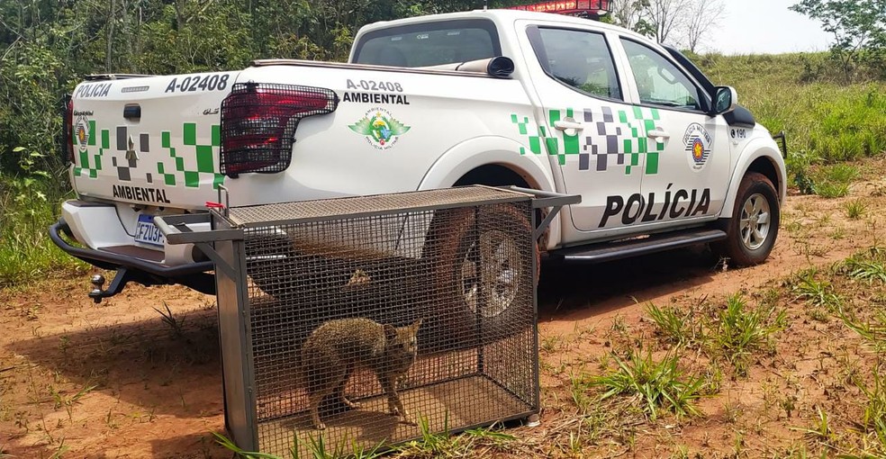 Após captura, Raposa-do-Campo foi devolvida ao seu habitat natural — Foto: Polícia Ambiental/Divulgação