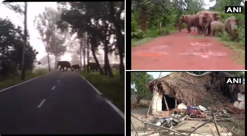 Elefantes atacaram a cidade de Rasgovindpur em 2018 (Foto: reprodução twitter)