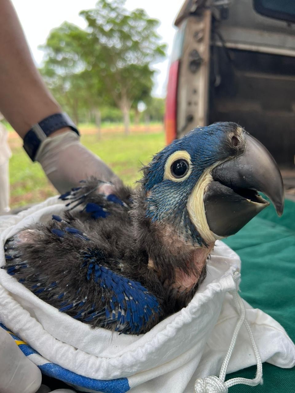 Instituto registra 13 filhotes de arara-azul após queimadas no Pantanal de MT; veja vídeo
