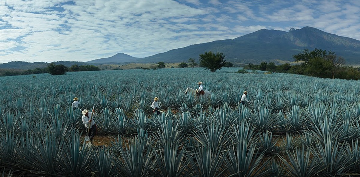 Agaveros trabajando en los campos de tequila, en el estado de Jalisco, México Fundación Beckmann AC (Foto: Divulgación)