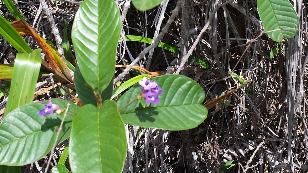 Nova espécie foi batizada como Vitex pomerana em referência à população pomerana, que habita a região onde a planta foi encontrada — Foto: Divulgação/Instituto Nacional da Mata Atlântica (INMA)