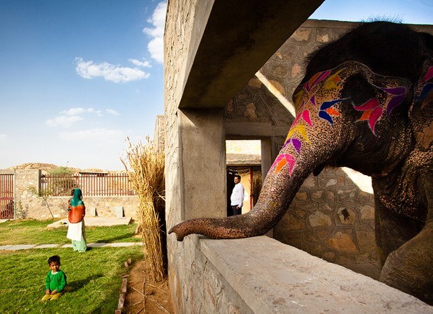 O elefante enfeitado em sua casa com design (Foto: Divulgação)