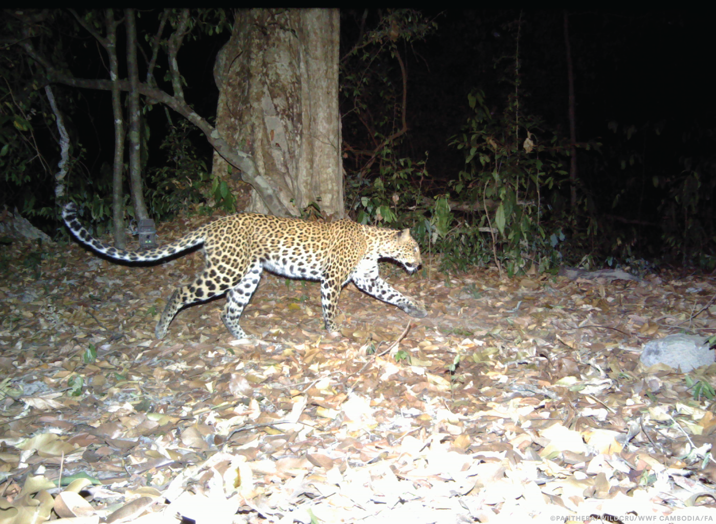 Leopardo-da-indochina em imagem capturada por armadilha fotográfica no Camboja.  (Foto: Cortesia / Susan Weller (Panthera))