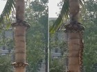 Cobra enorme usa técnica incrível para subir em árvore na Tailândia