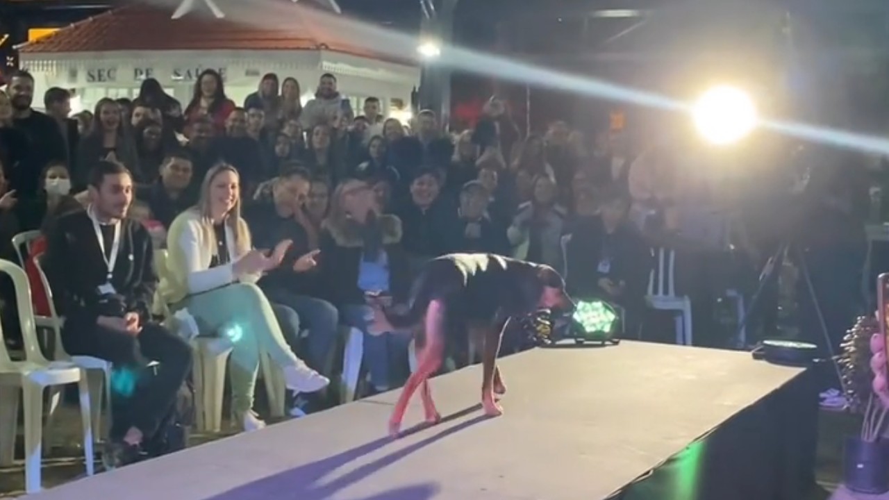 VÍDEO: cachorro 'desfila' durante evento de Miss e é aplaudido pelo público no Paraná