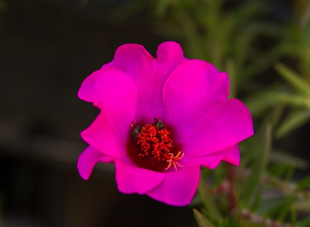 A planta onze-horas tem esse nome porque é nesse horário, com maior incidência do sol, que ela abre sua flor (Foto: Pixabay / CreativeCommons)