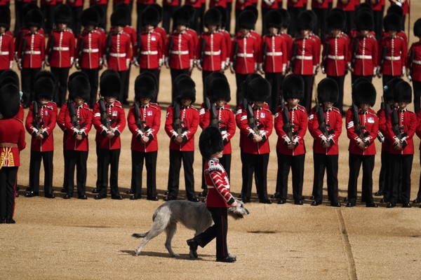 Seamus, o cão que roubou a cena no primeiro dia do Jubileu de Platina (Foto: Getty Images)