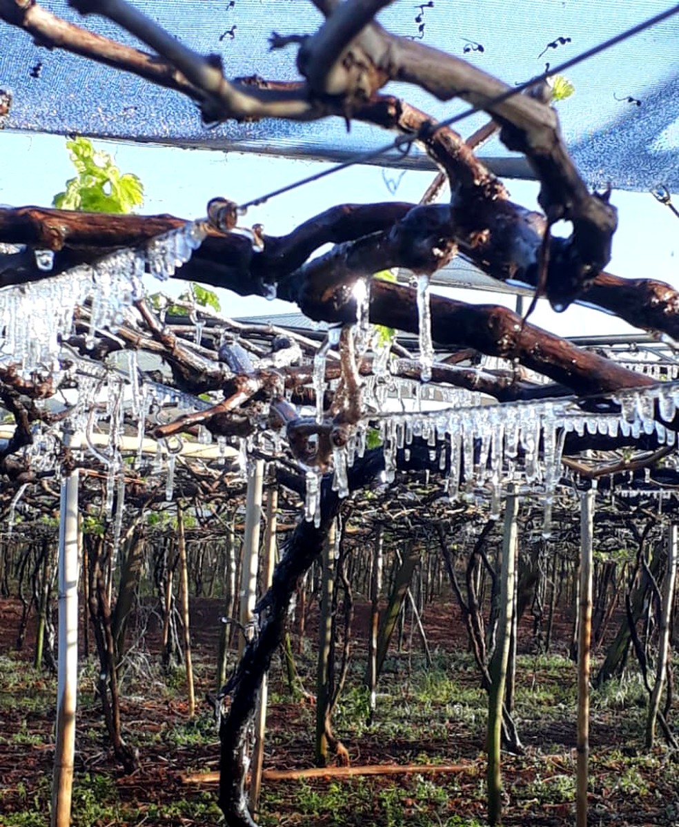 Estalactites se formaram em plantação de uva, em Marialva — Foto: Clarice Brique/Arquivo pessoal