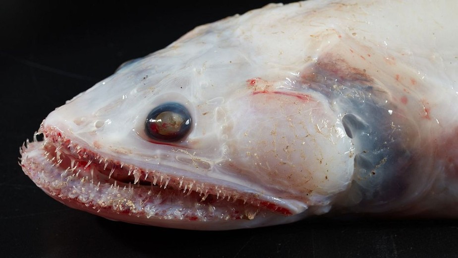 Peixe lagarto de barbatana alta: um predador voraz com dentes afiados.