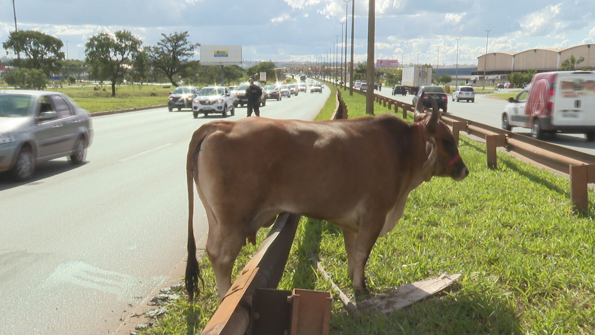 VÍDEO: vaca fica presa em proteção metálica de via movimentada em Brasília