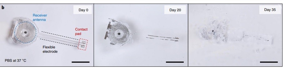 Cientistas desenvolvem marcapasso sem fio que se dissolve no corpo