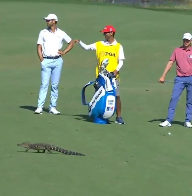 Jacaré invade campo de golfe e interrompe partida nos EUA (Foto: Reprodução/Twitter)