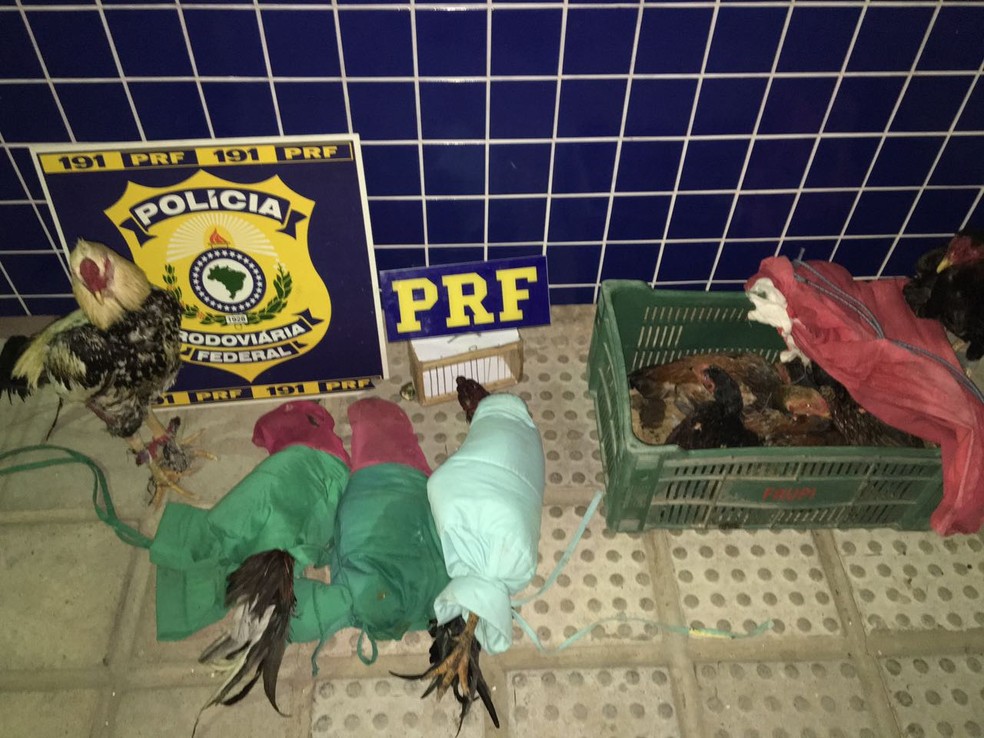 Animais foram encontrados em Serra Talhada (Foto: Divulgação / PRF)