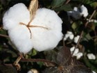 Monsanto quer mais mercado para algodão de 2ª geração Bt em MT e BA