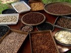 Agricultores da PB usam sementes crioulas que resistem à seca no NE