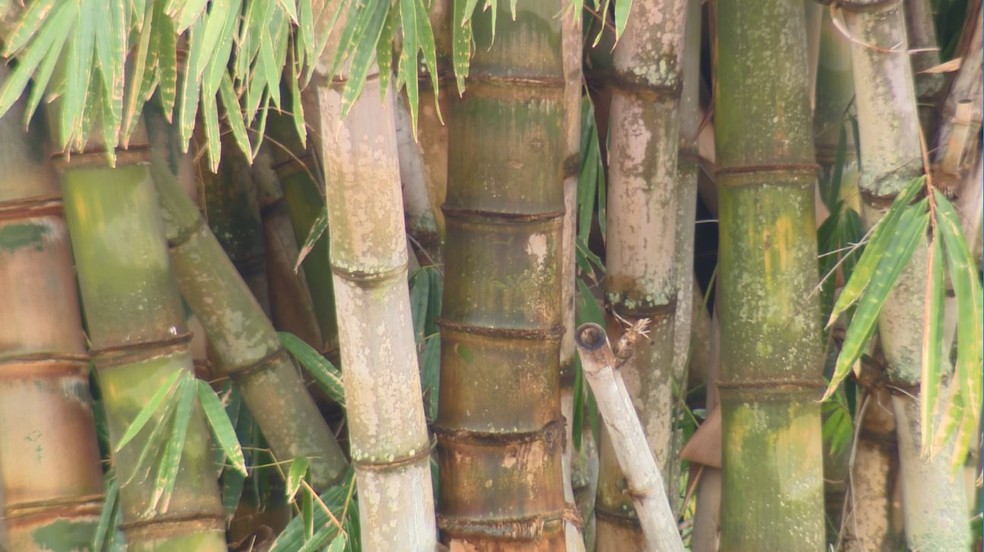 I giovani germogli di bambù raggiungono l'altezza desiderata dopo sei mesi che non sono più germogliati - Photo: EPTV 1