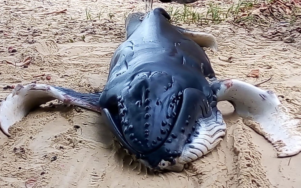 Filhote de baleia jubarte é achado morto em praia de Porto Seguro, na Bahia. — Foto: Arquivo Pessoal 