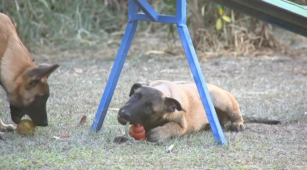 Cães estão começando os treinamentos para participar das operações junto com os guardas em Jundiaí — Foto: Reprodução/TV TEM