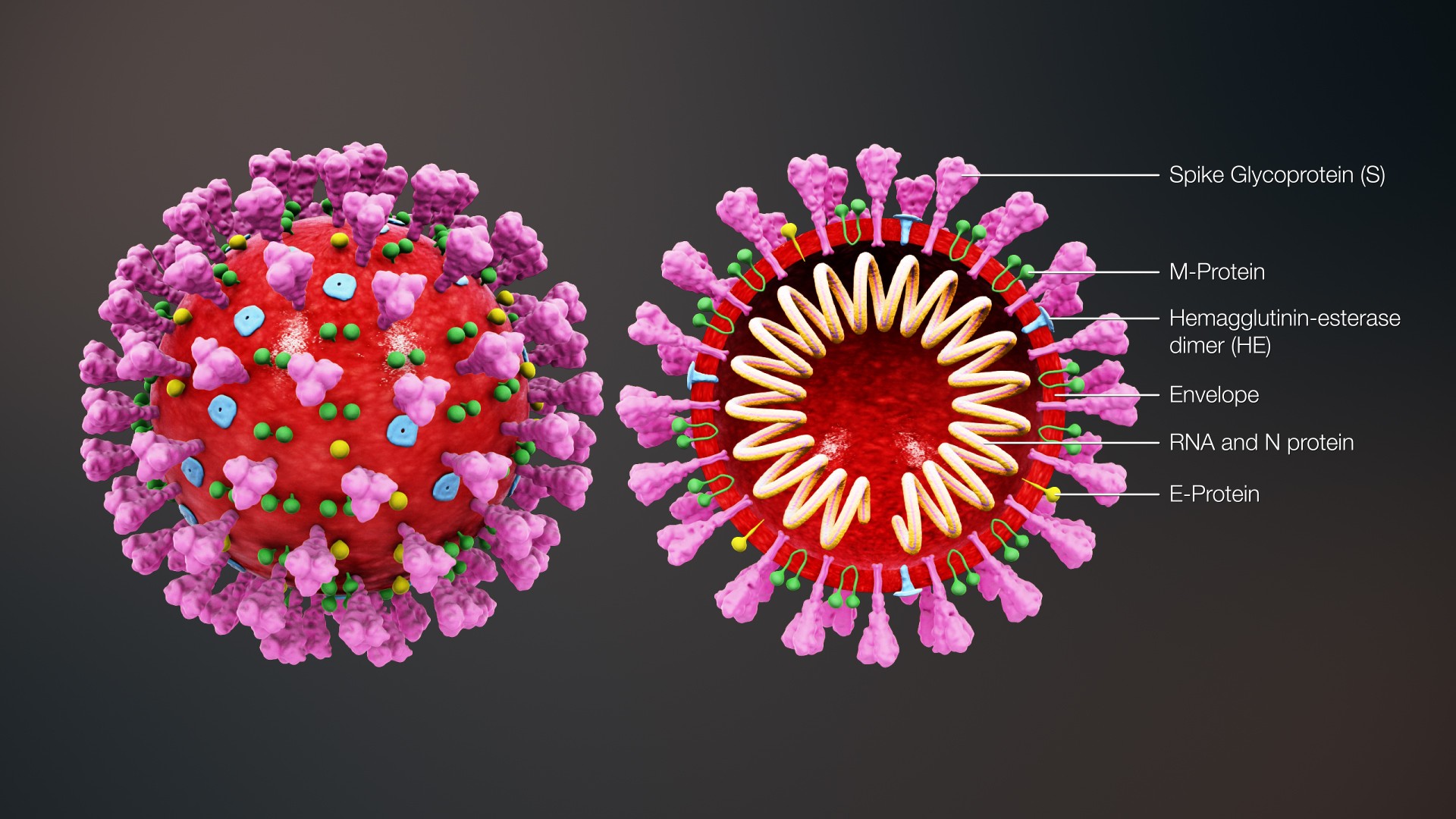 O Coronavirus está perto de infectar 100 mil pessoas em todo o mundo  (Foto: Wikimedia Commons)