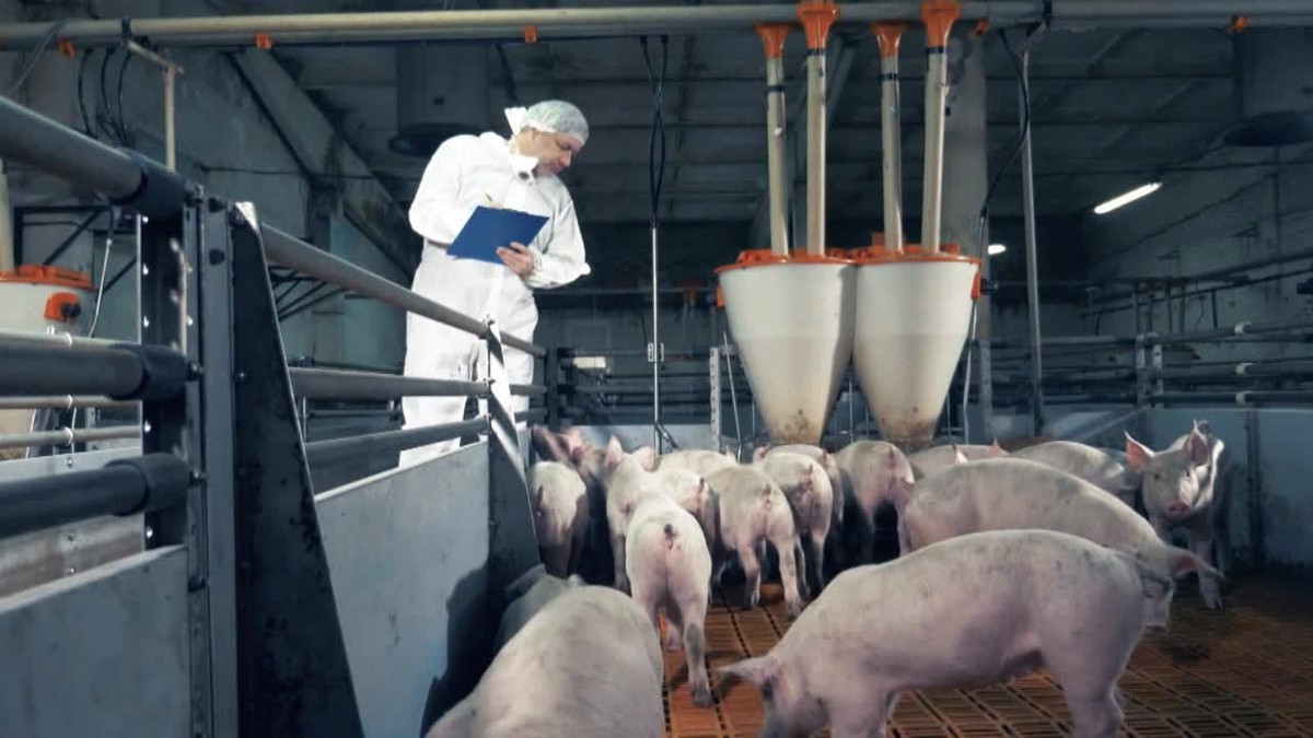 Exportação de carne de porco do Brasil bate recorde thumbnail