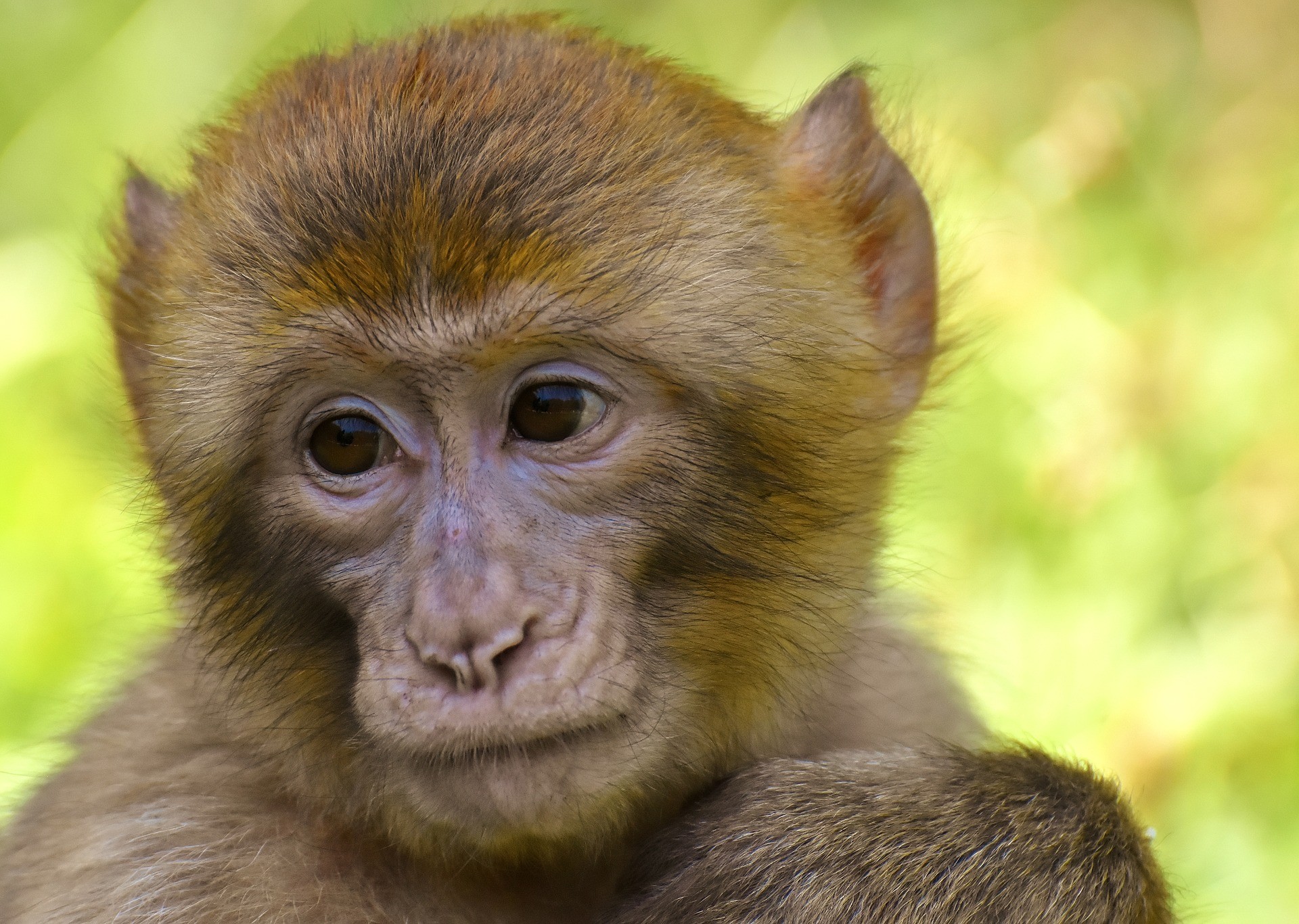  Cientistas criam embriões de quimeras entre macacos e humanos (Foto: Alexandra/Pixabay)