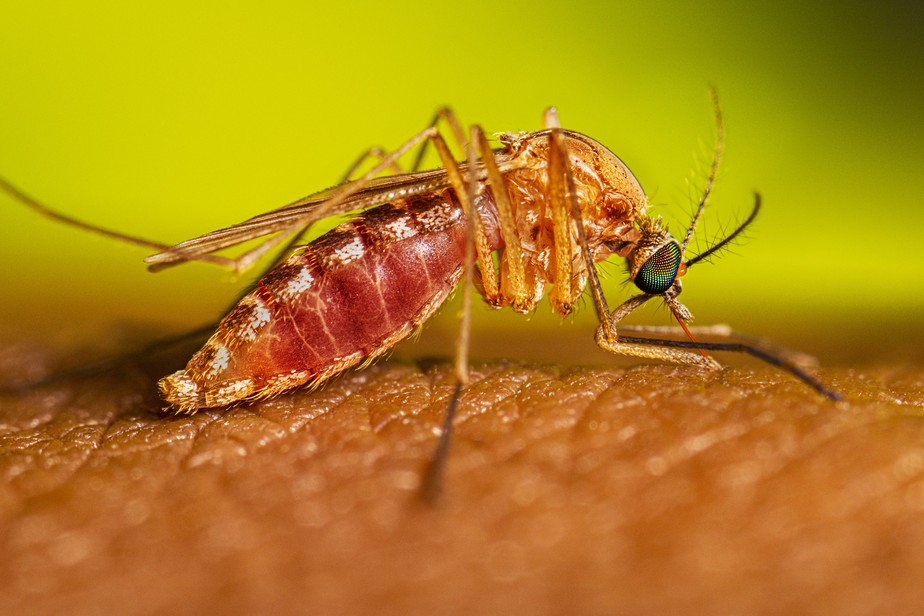 Mosquito Culex é o vetor de transmissão do vírus do Nilo Ocidental
