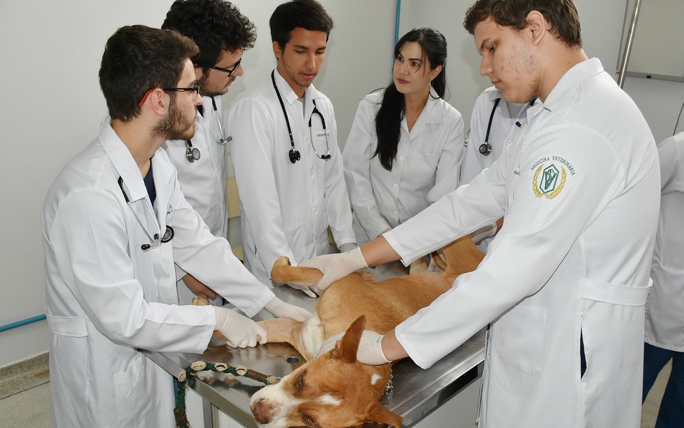 A veterinária Roberta Casale e os alunos do Centro Universitário Moura Lacerda em Ribeirão Preto — Foto: Juliano Gonçalves/G1