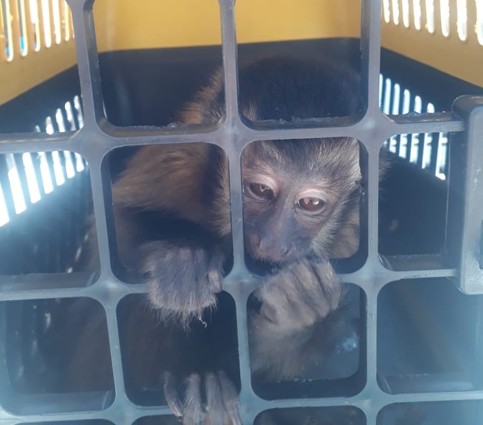 Macaco foi apreendido durante prisão de suspeito de tráfico de animais em Mogi no dia 17 de setembro. — Foto: Polícia Ambiental/Divulgação