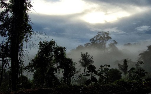 Amazônia Perdeu 20 Desde 1970 E Cerrado 50 Aponta Relatório Época Negócios Brasil 