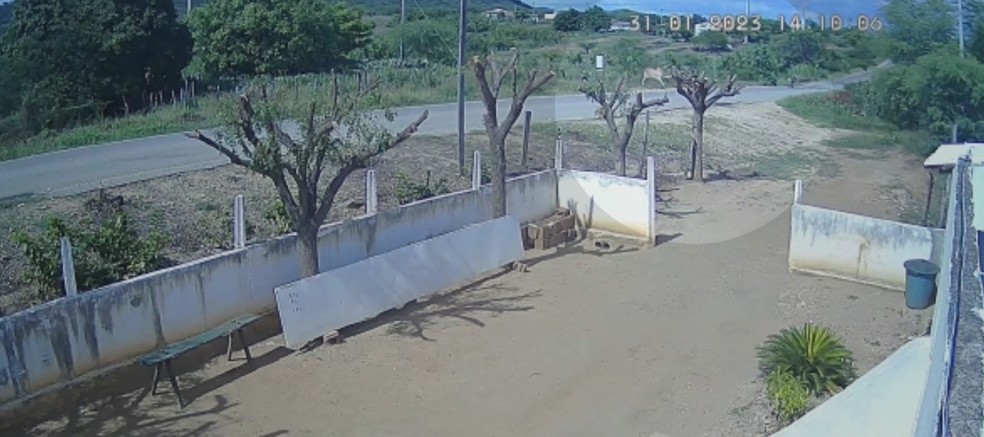 Homem morre após colidir moto contra boi que atravessava rodovia