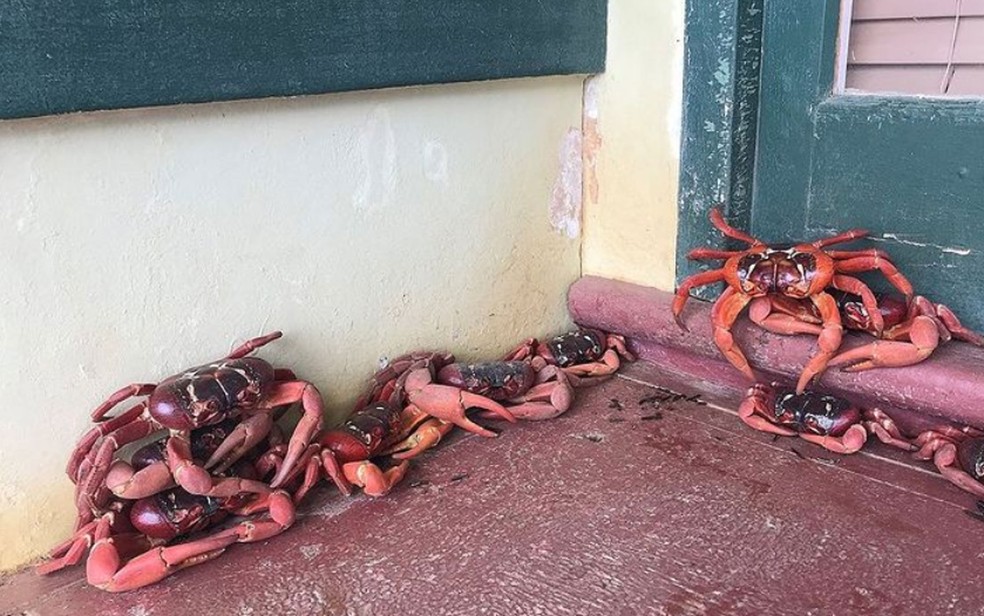 Caranguejos vermelhos encontrados na porta do Departamento de Parques da Ilha Christmas por funcionários — Foto: Reprodução/Instagram/ParksAustralia