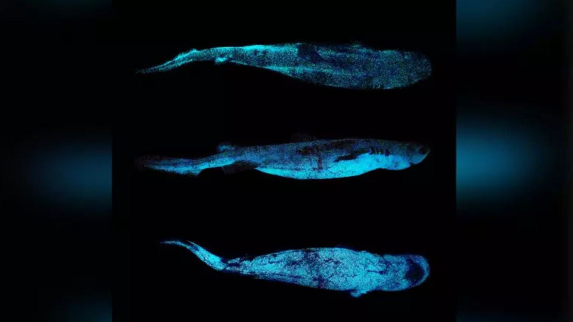 Dalatias licha, Etmopterus lucifer, and Etmopterus granulosus são três espécies de tubarões que brilham no escuro (Foto: Divulgação/Jérôme Mallefet/Frontiers in Marine Science)