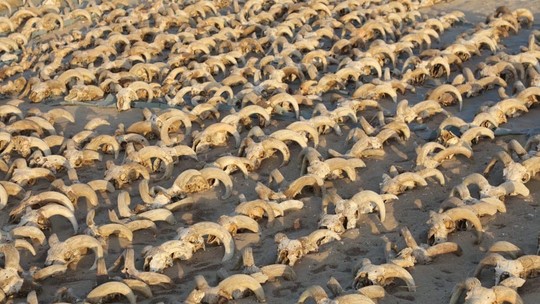 Mais de 2 mil cabeças de carneiro mumificadas são descobertas no Egito