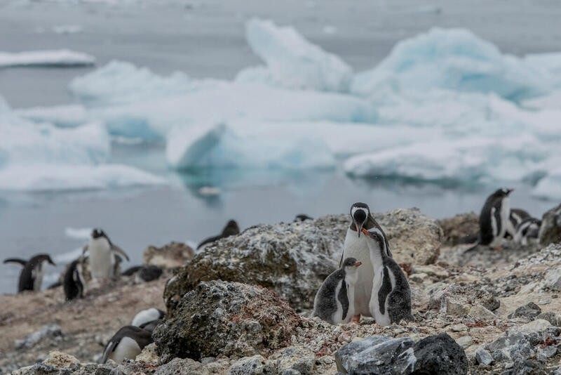 Colônia de pinguins-gentoo na Ilha Andersson na Antártida (Foto: Tomás Munita / Greenpeace)