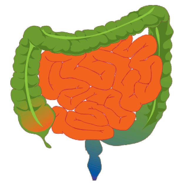 Obstrução intestinal pode ocorrer no intestino grosso ou delgado, bloqueando o bolo fecal  (Foto: Wikimedia Commons )